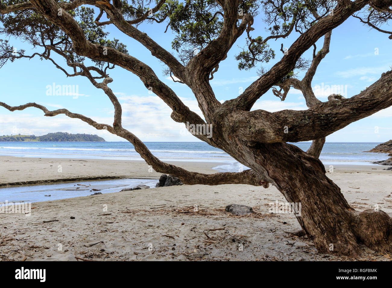 Pohutukawa Baum (Metrosideros Excelsa) auf das vorland an Oneroa Strand, Waiheke Island. Stockfoto