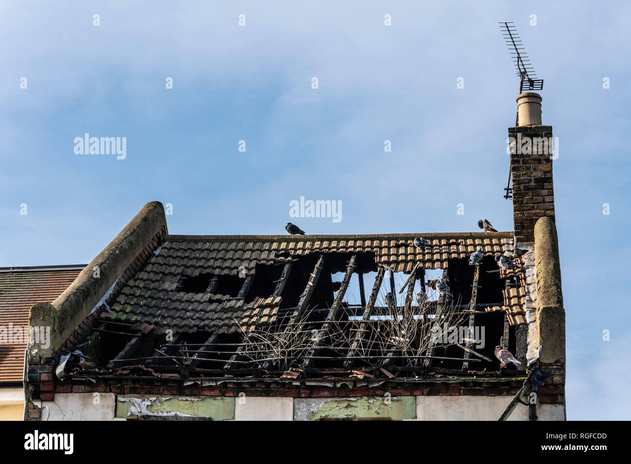 Altes verfallenes Gebäude. Eingestürztes Dach eines alten Gebäudes mit Tauben im Loft-Bereich. Skelett aus Dachhölzern von Haus, Wohnung Stockfoto