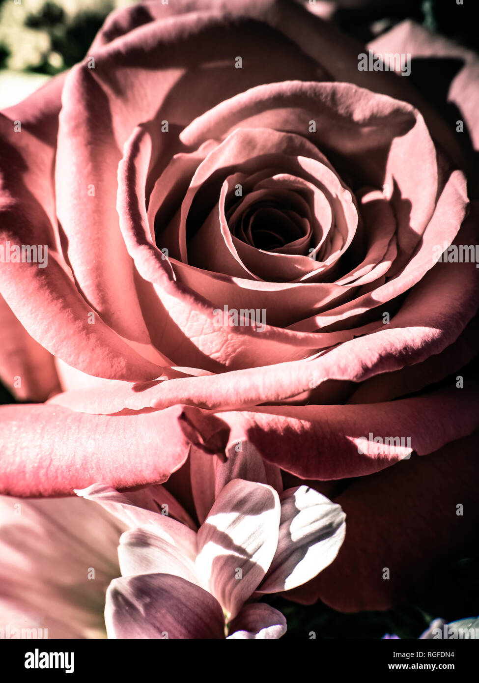 Eine einsame Rose noch mit all seinen Feinheiten. Stockfoto