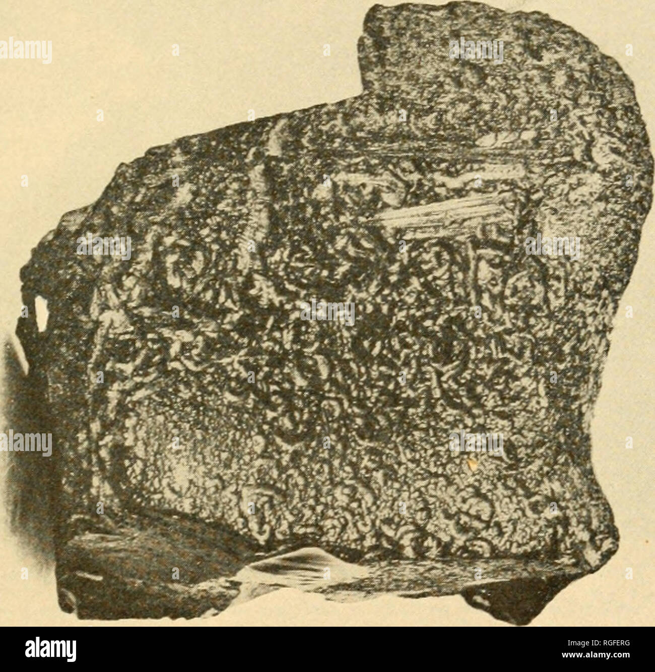 . Bulletin der geologischen Gesellschaft von Amerika. Geologie; Geologie - - United States. Sekundäre MINKRALS UND ICH: T (HIXGS 277 immer noch unverändert, aber ihre Oberflächen sind tief geätzt, Gruben und schmale Rillen in die Oberflächen 3 oder 5 und sogar bis 15 mm schneiden. (Siehe Abbildung 11. Muster TT 616 und Abbildung 12, 88435). Diese Markierungen ary in Form und Größe von halbrunde Nuten, die Chai haben sich insofern auszeichnet, als einschlagkrater Formen von ({. Ferrill, S.^^' gerade Kanäle, die nicht im Gegensatz zu den Marken links bv Tools ist eine enufraver. Die Verteilung der unterschiedlichen Markierungen, sowohl IT-giihii' und ii" Stockfoto