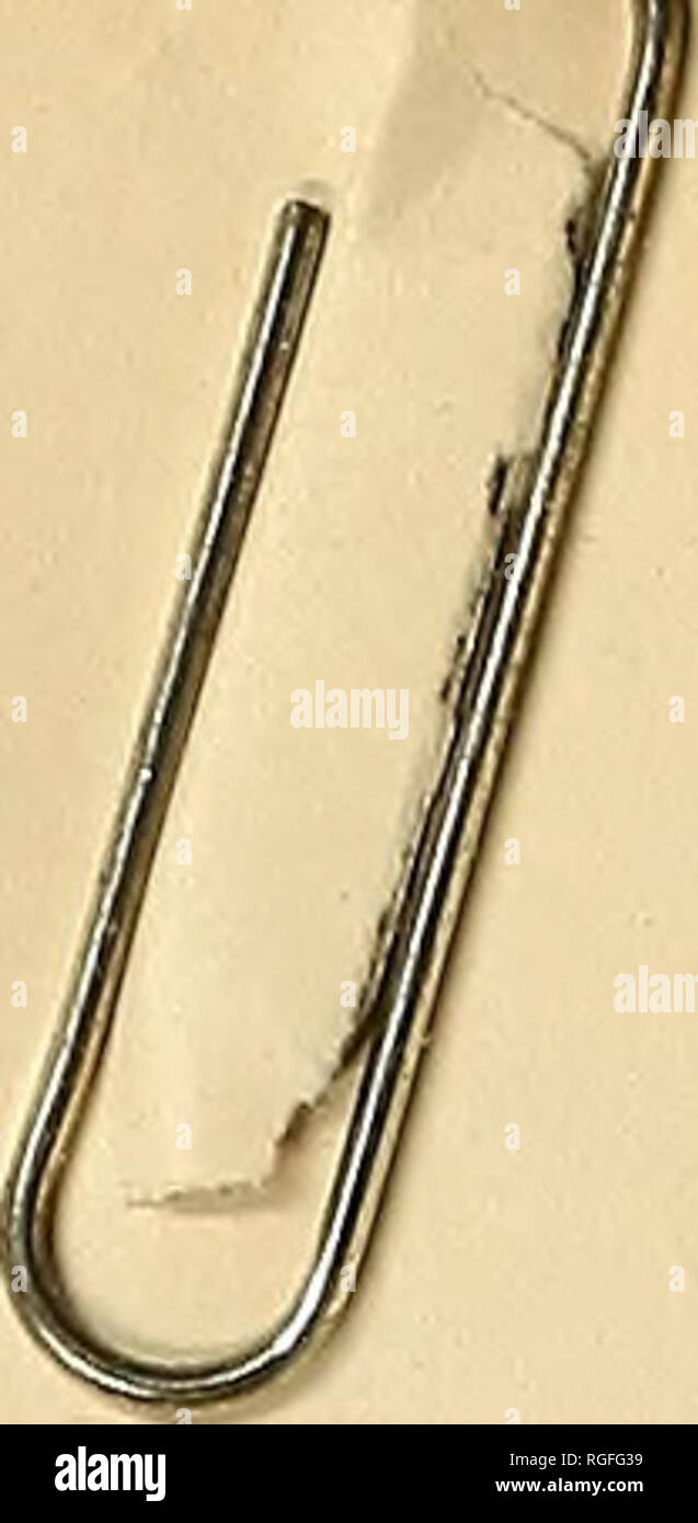 . Bulletin der geologischen Gesellschaft von Amerika. Geologie. Offiziere für 1907 Vizepräsidenten C.R. VajI Hise, Präsident J. S. DiLLER, A. S. Coleman, E.0. HovEY, Sekretär W. B. Clark, Schatzmeister J. Stanley-Brown, Herausgeber H. S. CusHiNG, Bibliothekar der Klasse von 1909 H. E. Gregory, H.F. Reid, Klasse von 1908 A.C. Lane, David White, Klasse von 1907 H, M. Ami, J. F. Kemp,&gt; Ratsmitglieder Drucker JuDD &Amp; Detweiler (Inc.), Washington, DC Graveure der Maurice Joyce Gravur Firma, Washington, DC. Bitte beachten Sie, dass diese Bilder aus gescannten Seite Bilder, die digital wurden extrahiert werden Stockfoto