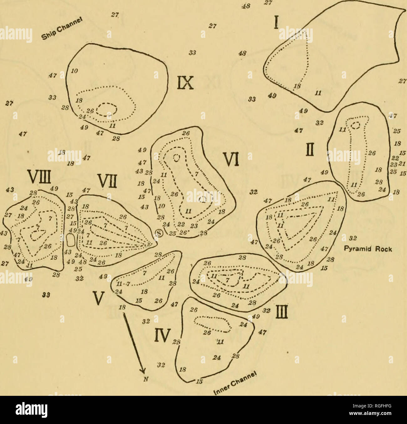 . Bulletin des Präsidiums der Fischerei. Fischerei und Fischzucht. Biologische UNTERSUCHUNG DER WOODS HOLE UND UMGEBUNG. 539. Abbildung 269.- Verteilung der Alg^e auf der Spindel Felsen, 22. Mai 1905. Die Felsen an diesem Tag ein charakteristisches algal Flora der Frühling in seiner vollen Entwicklung. Es gab notjnuch Änderung in der Art seit April 22 (Tabelle 268), aber eine große Zunahme der Menge der Vegetation. Cladophora lanosa var. uncialis (11) war noch die dominierende Grünalge Enteromorpha intestinalis, aber (7) begonnen hatte zu erscheinen; diese beiden Arten ausgedehnt die grüne Zone viel stärker auf die Felsen t Stockfoto