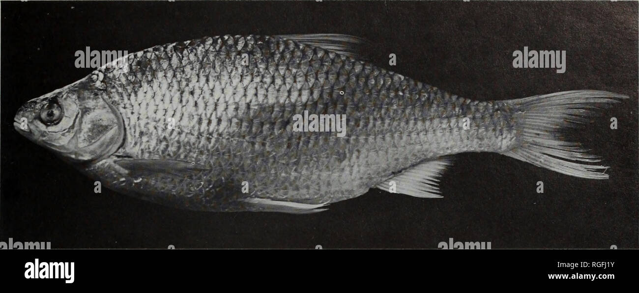 . Bulletin des British Museum (Natural History) Zoologie. Mongolische Fische 191. Abb. 11 Rutilus rudlus, seitliche Ansicht (271 mm SL; BMNH 1986.8.28:33-35). 251 mm); NS-38, 1986.8 28: 27-28 (165-192 mm); NS-41, 1986.8 28:29-30 (183-219 mm). Insgesamt 16 Proben. Variation. Stimme mit Beschreibung von Berg (1948: 449), Holcik&amp; Pivnicka (1968: 4) und Shatunovskii (1983: 127 und 1985: 56). Geographische Reichweite. Hat eine holarctic Verteilung (Scott & Amp; Crossman, 1973), die sich südlich in Asien bis in den Norden der Mongolei und der oberen Yalu. Ökologische Hinweise. Innerhalb der Mongolei beschränkt sich auf Wa Stockfoto