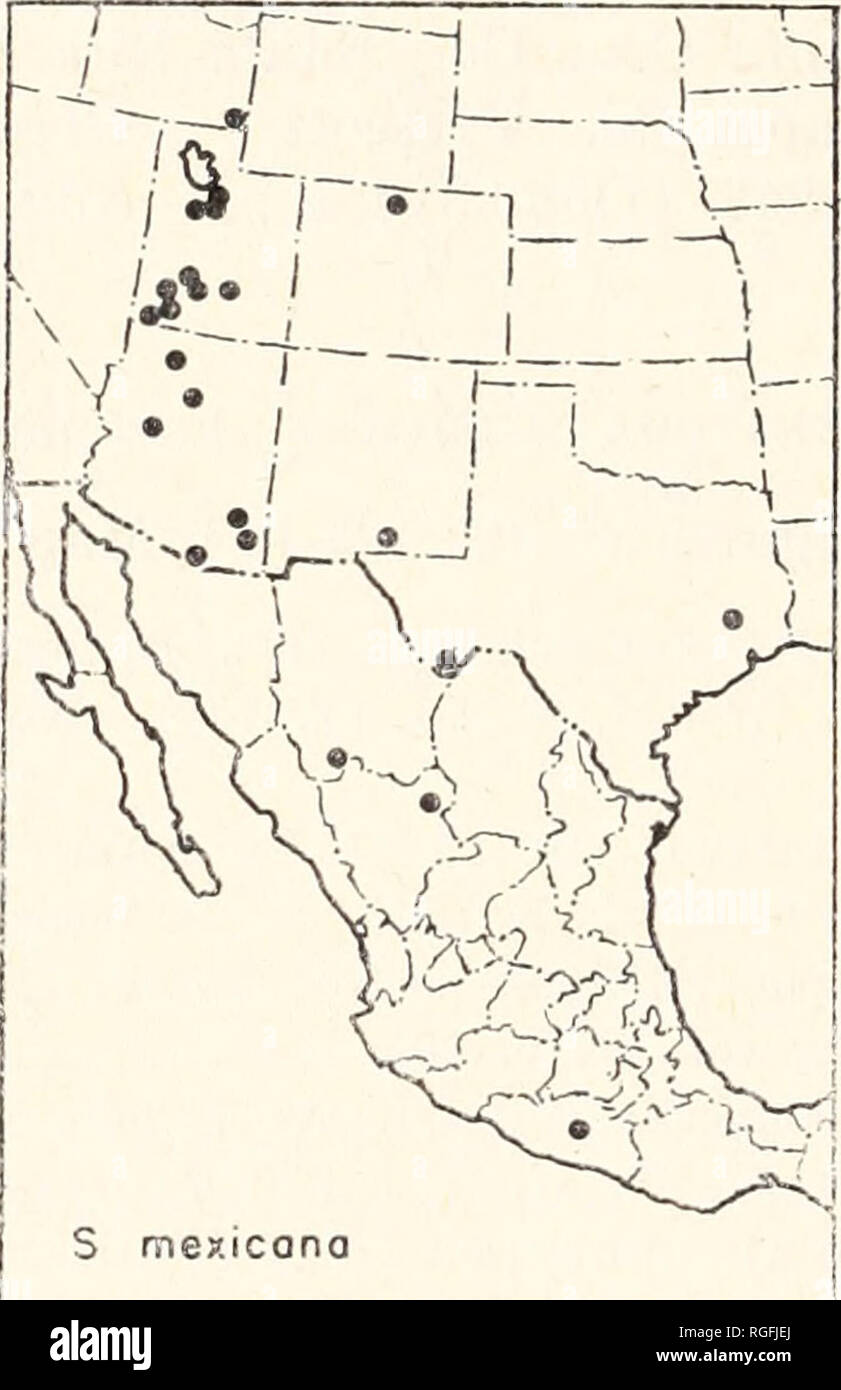 . Bulletin des Museums für Vergleichende Zoologie an der Harvard College. Zoologie. 418 BULLETIN: MUSEUM OP COMPARATH^ Zoologie num. Die Form der Radix des palpus ist variabel. Einige Fast ähneln, dass von S. Grandis, in anderen die Radix ist lang und gedehnt. Die Form der Basis der Embolus (Abb. 128) unterscheidet bereitwillig dieser Arten aus * S'. hespera. Gesamtlänge der Weibchen 5.1-9.0 mm.; der Männer 4.8-5.7 mm. Verteilung. Idaho zu Texas, Arizona Süd nach Guerrero (Karte 18). Datensätze. Texas: Big Bend Natl. Pk., Chisos Mts., $. Walker Co.: Huntsville, 2 Okt. 1950 (M. A. Cazier), 9. Colora Stockfoto