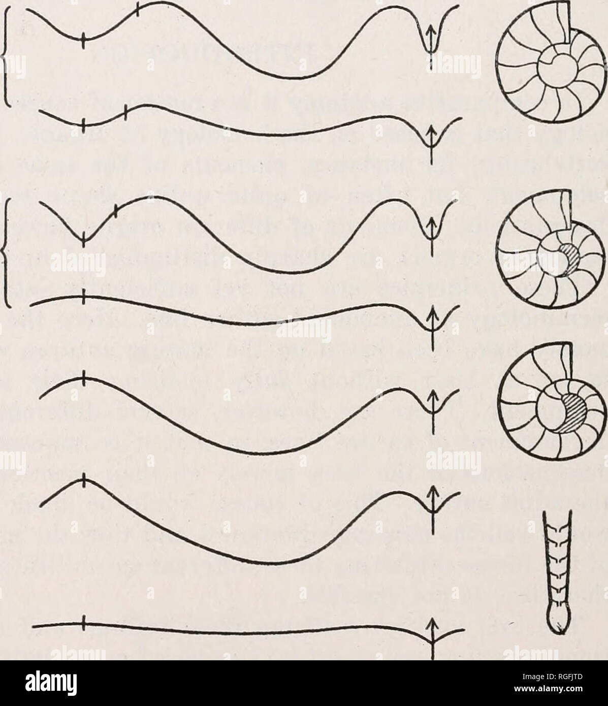 Bulletin Des Museums Fur Vergleichende Zoologie An Der Harvard College Zoologie 218 Bulletin Museum Fur Vergleichende Zoologie Start Von Der Grundlegenden Strukturen Der Fruhesten Ammoniten Die Undifferenzierte Goniatites Wedekind Hat Diese