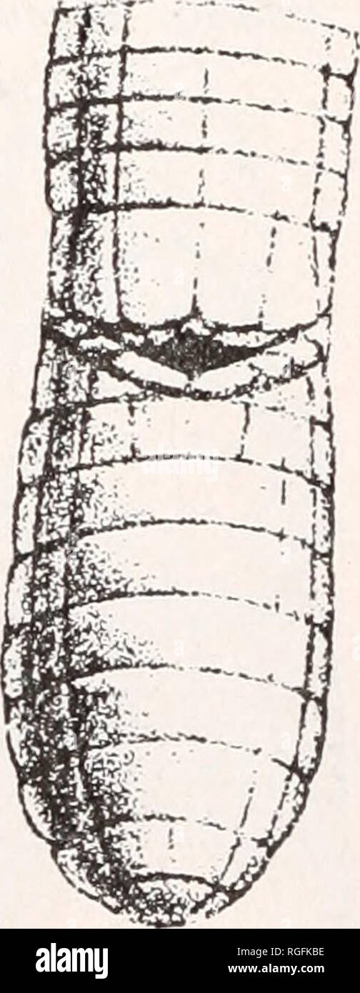 . Bulletin des Museums für Vergleichende Zoologie an der Harvard College. Zoologie. Abb. 33. Monopeltis anchietae (Art der leonhardi nach Werner). Verteilung. Bechuanaland Protectorate: Kgokong, Kang; Palapye. Cape Provinz: Daniels Kuil in der Nähe von Kimberly; wenig Nama-qualand. South West Afrika: Bethanien; Gobabis; Neitsas Farm;. Bitte beachten Sie, dass diese Bilder sind von der gescannten Seite Bilder, die digital für die Lesbarkeit verbessert haben mögen - Färbung und Aussehen dieser Abbildungen können nicht perfekt dem Original ähneln. extrahiert. Harvard University. Museum für Vergleichende Zoologie. C Stockfoto