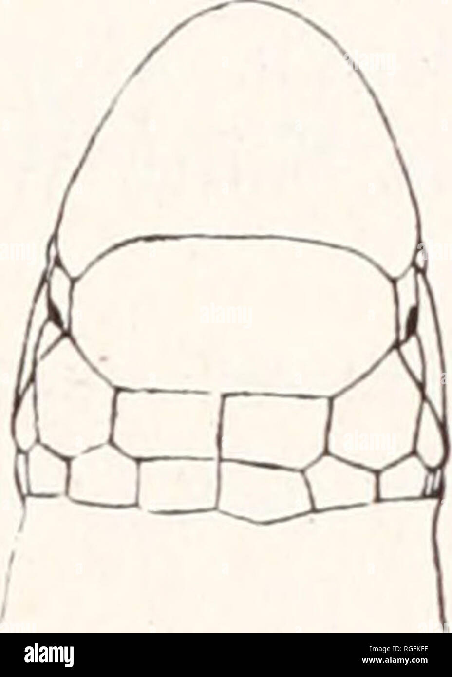 . Bulletin des Museums für Vergleichende Zoologie an der Harvard College. Zoologie. loveridge: Afrikanische amphisbaenidae 409 mit allen 3 untere labials; 289 annuli auf Körper, 12 am Schwanz; 70 (40 + 30) Segmente in einem Mittellinien-arbeitsscheinwerfer Mitralrings, die 2 median ventralen Segmente zweieinhalb Mal so breit wie lang, 6 Brüste; 4 anals; 1-1 preanal Poren. Gebiss. Premaxillary Zahn 1; mandibulars maxillaries 1-1; 6-6. Messungen. Gesamtlänge 132 (127 + 5) mm. Verteilung. Bechuanaland Protectorate: Monjalatsela in der Nähe von Ghanzi. (Nur von 9 Typ (Nr. bekannt 1933.9. 9.14) im Britischen Museum). Monopeltis vernayi FitzS Stockfoto