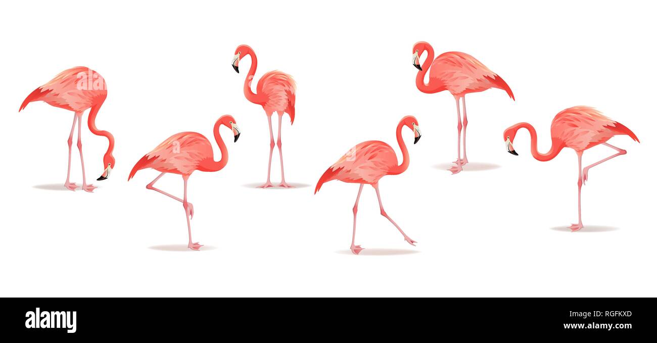 Satz von exotischen Flamingos auf weißem Hintergrund. Flamingo isoliert auf Weiss. Rosa flamingo Vector Illustration. Stock Vektor