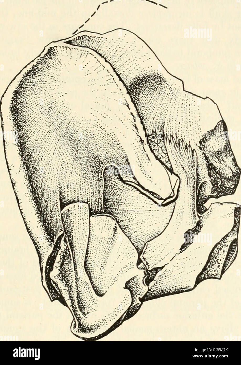 . Bulletin des Museums für Vergleichende Zoologie an der Harvard College. Zoologie. ROMER UND PREIS: STAHLECKERIA LENZII 469 Hänge sanft nach unten und zurück in Richtung diese Felge, aber darüber hinaus gibt es eine kurze diagonale Ridge verbinden die Felge mit dem ventralen Rand der Basis des paroccipital Prozess. Der vordere Rand der fenestrae werden durch die parasphenoid welche Formen "tubera basisphenoidales" eng vergleichbar mit der Primitiveren geschlossen. Abb. 2. Wie in Abbildung 1, Seitenansicht, x 1/4. Reptilien. Die freiliegenden (hinteren) Teil der parasphenoid ist Tri-eckig in v Stockfoto