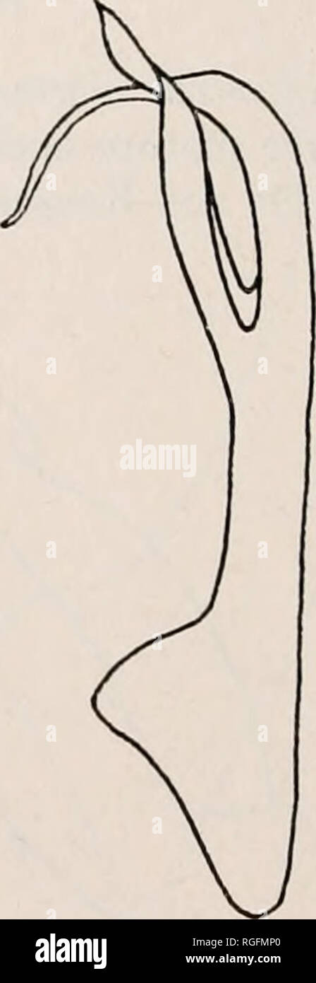 . Bulletin des Museums für Vergleichende Zoologie an der Harvard College. Zoologie. Abb. 33. Rhinocricus ramulus. a, Gonopods, anteriore Ansicht; b, inneren Gono-Pod. Beschreibung. Länge 31 mm, Breite 3,5 mm. Anzahl der Segmente 43. Körper des einheitlichen Breite vom ersten Segment innerhalb von ungefähr sieben Segmente der posterioren Ende Farbe der alkoholischen Muster Hellbraun oben, seitlich neben die Poren und unter ihnen mit helleren mottlings auf der Vorder- und midbelts. Erste Segment mit einem großen transversalen Bereichen Licht Makula- tionen auf jeder Seite der Mitte. Antennen ziemlich schlank für eine Art hav Stockfoto