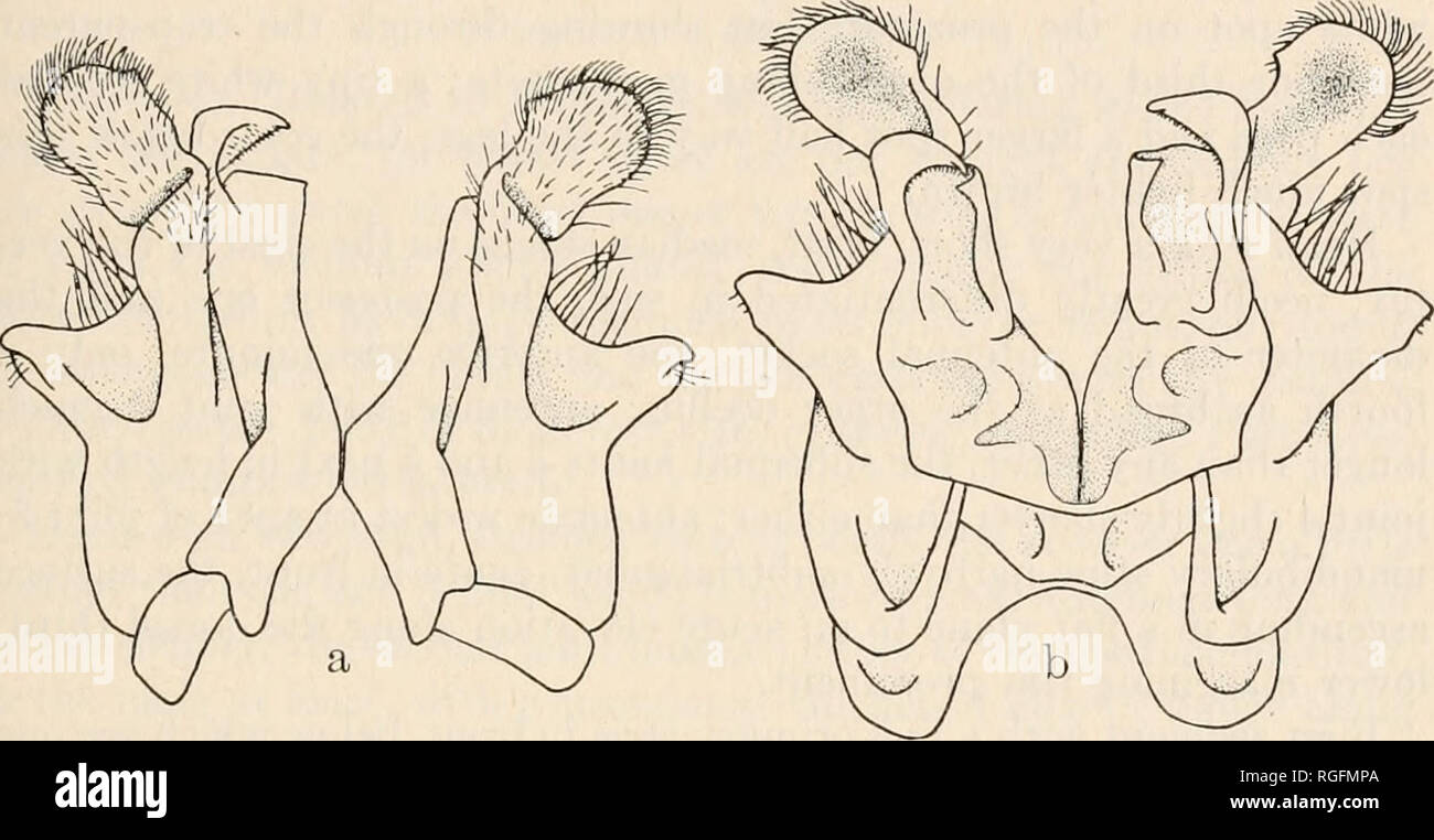 . Bulletin des Museums für Vergleichende Zoologie an der Harvard College. Zoologie. LOOMIS: PUERTO RICO UND DER DOMINIKANISCHEN MILLIPEDS 31 Mitte des dorsum am vorderen Teil des Segments 11 oder 12; median Sulcus breit und tief beeindruckt auf dem hinteren Teil des jeweiligen metazonite, die Kerbe in den Rand am Ende flach und sehr auffällig; Quetschhülsen entlang der unteren hinteren Rand des Segmenten schwach.. Abb. 8. Prostemmiulus sulcatum, a, Gonopods, anteriore Ansicht; b, Gonopods, posterior anzeigen. Preanal Skala mit einer ganz bestimmten Abschneiden an der Spitze, nicht gleichmäßig gerundet. Gonopods wie in der Abbildung angezeigt. Stockfoto