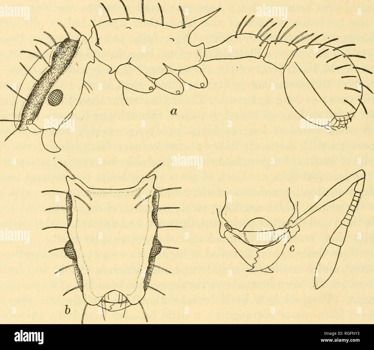 . Bulletin des Museums für Vergleichende Zoologie an der Harvard College. Zoologie. 486 Bulletin: Museum für Vergleichende Zoologie. Haare gelblich; die auf der Oberfläche des Körpers sehr lange, leicht gebogene, eine einheitliche Stärke und stumpf, sehr regelmäßig in Paaren. Auf den Kopf fast alle ergeben sich aus den Kanten der frontalen Carinae, wo die Aufnahme jedes Haar ist eine Minute Tuberkel; auf der Brust, die Haare entlang der Kanten eingefügt sind, verbinden.-Ing der Oberarmkopf Blickwinkeln mit dem epinotal Stacheln. Der Blattstiel trägt drei, die postpetiole zwei Paare dieser eigenartigen Paaren. Auf der g Stockfoto