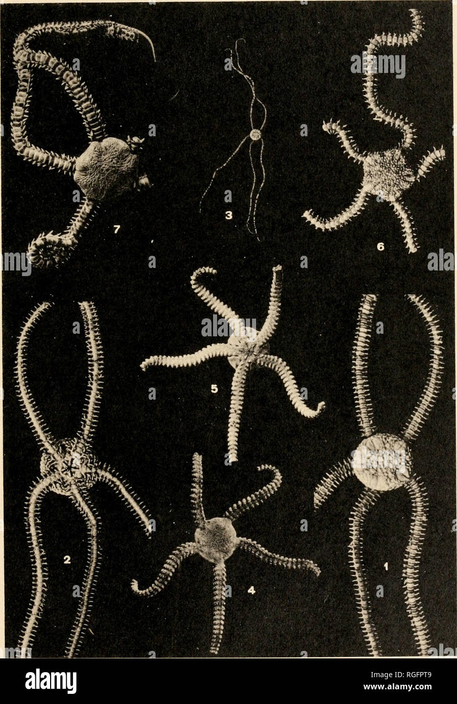 . Bulletin des Museums für Vergleichende Zoologie an der Harvard College. Zoologie. Stier. MUS. Komp. 200 L. Clark. Schlangensterne. Platte 3. Bitte beachten Sie, dass diese Bilder sind von der gescannten Seite Bilder, die digital für die Lesbarkeit verbessert haben mögen - Färbung und Aussehen dieser Abbildungen können nicht perfekt dem Original ähneln. extrahiert. Harvard University. Museum für Vergleichende Zoologie. Cambridge, Mass.: Das Museum Stockfoto