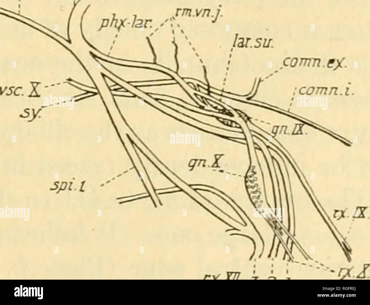 . Bulletin des Museums für Vergleichende Zoologie an der Harvard College. Zoologie. Willard: hirnnerven von Anolis carolinensis. 43 fließt durch diesen Muskel und ist an der ventralen Haut Region verteilt. Drei Niederlassungen der spinalen Nerven gezeigt die cucullaris Muskel zu Innervieren; ihre genaue für besondere spinalen Nerven war nicht aufgrund der offensichtlichen Anastomosen von Rami bestimmt. Keine Beziehung, eine innervation von einer spinalen Zubehör Nerv schlagen würde, war mit den Nerven etablierten anterior nach spinaler II. M. laxator tyvipani von Versluys {lax. Tym.). Ein sehr kleiner Muskel, weniger als eine Stockfoto