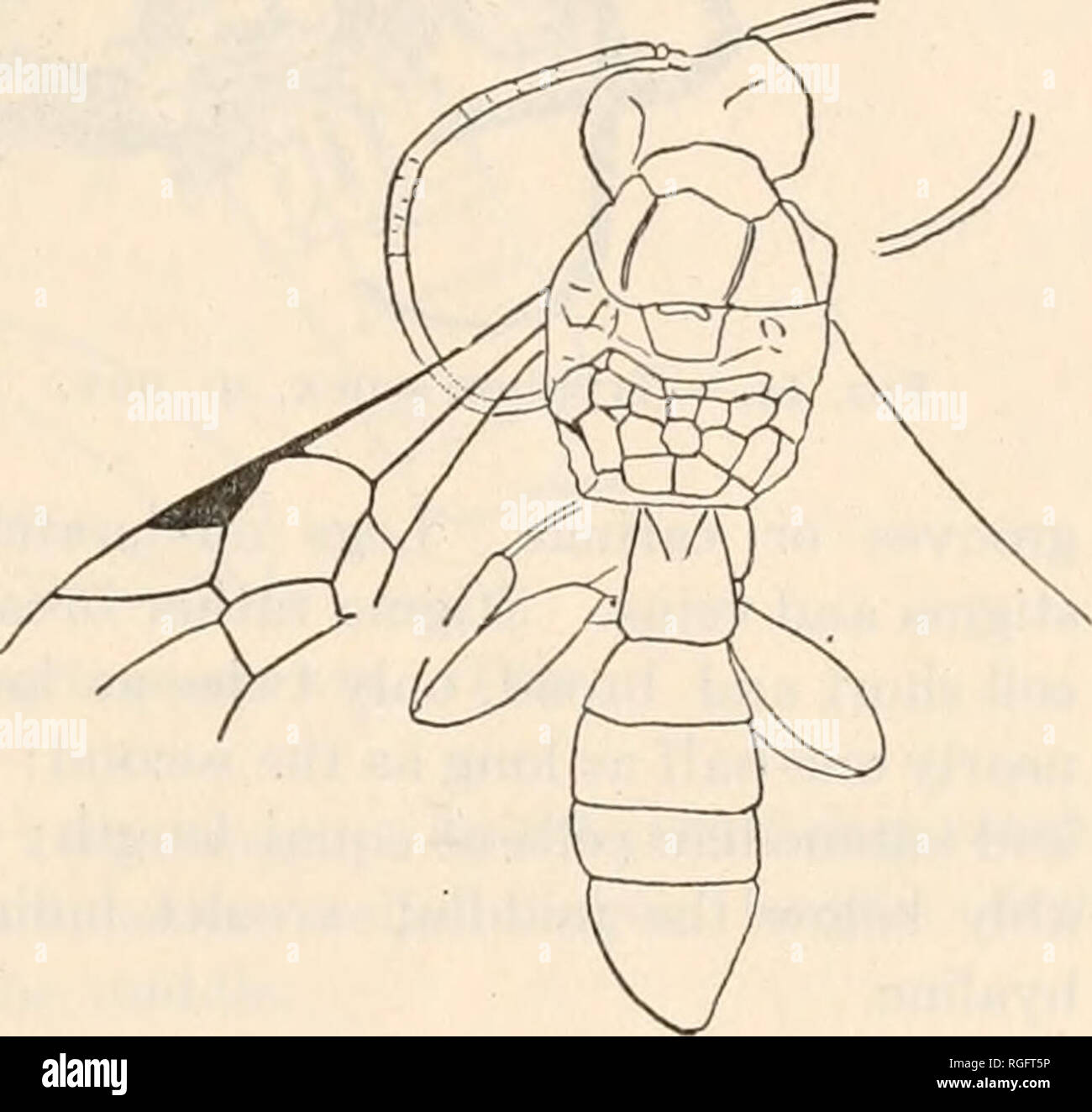 . Bulletin des Museums für Vergleichende Zoologie an der Harvard