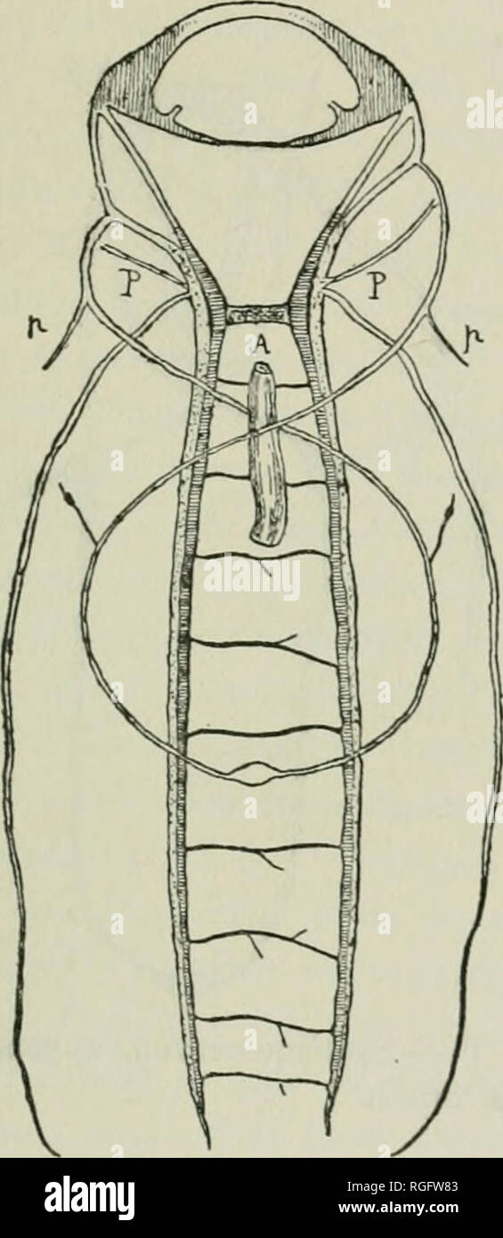 Neuauflage der Haken-Riegel