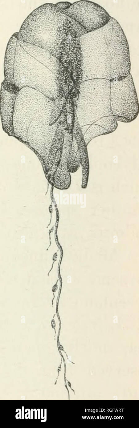 . Bulletin des Museums für Vergleichende Zoologie an der Harvard College. Zoologie; Zoologie. Abb. 42 (>. - Gleba hippopus. •. (Fewkes.) Phase der Agalma ohne nectocalyces, in denen ein ähnlicher Kreis der Waage gefunden wird. Eine neue Art, A. Formosa, von der Florida Keys, hat der Medusae des Golfstroms hinzugefügt. Die grosse Ähnlichkeit der Glocken von einer Gattung der floatless siphonophores zu einem pferdehuf schlug vor, den Namen des hippopus Eine weit verbreitete Arten im Mittelmeer (Gleba hippopus, Bild zu benennen. 429) in den Golfstrom (fewkes. gefunden;. Bitte beachten Sie, dass diese im Stockfoto