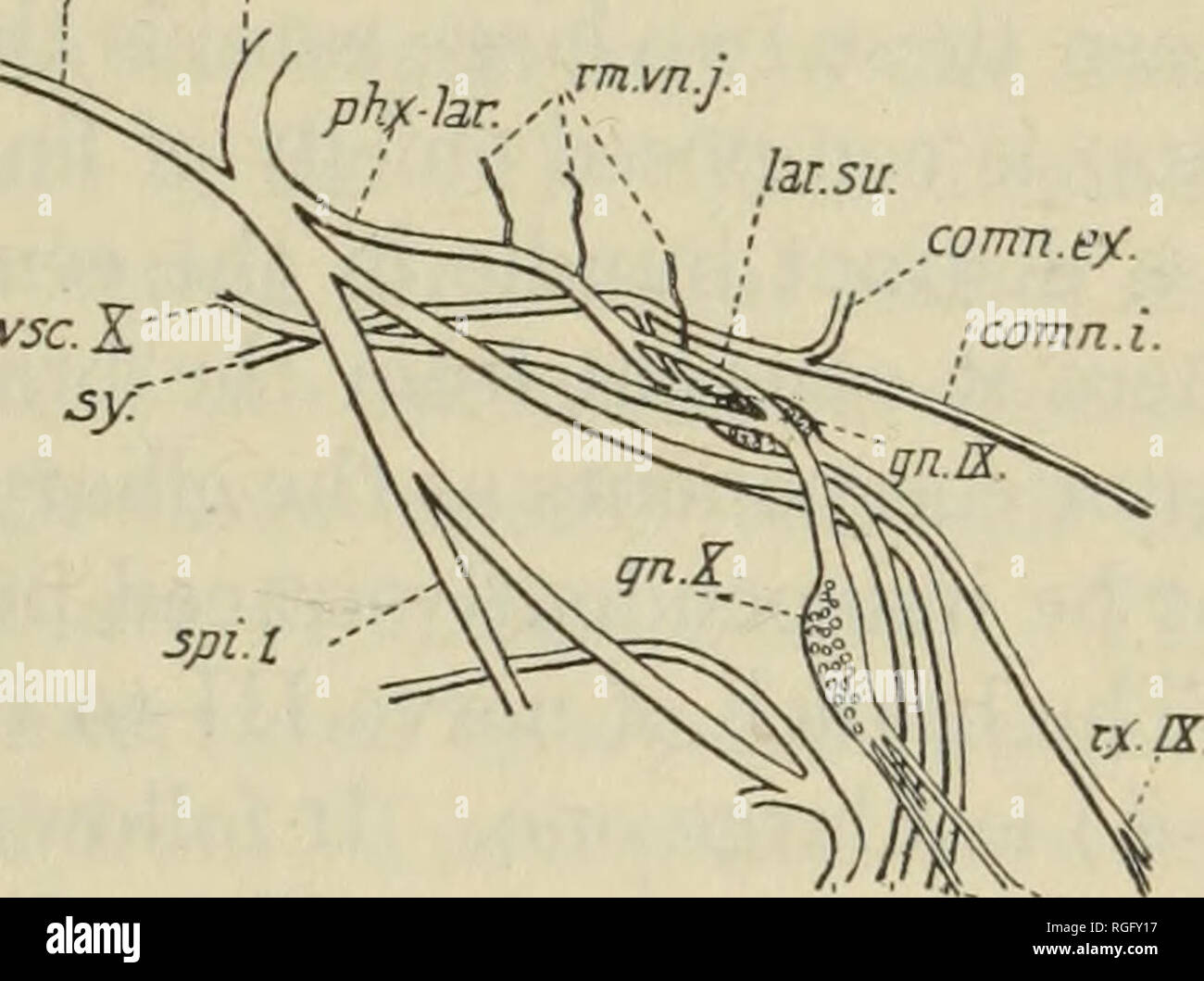 . Bulletin des Museums für Vergleichende Zoologie an der Harvard College. Zoologie; Zoologie. Willard: hirnnerven von Anolis carolinensis. 43 fließt durch diesen Muskel und ist an der ventralen Haut Region verteilt. Drei Niederlassungen der spinalen Nerven gezeigt die cucullaris Muskel zu Innervieren; ihre genaue für besondere spinalen Nerven war nicht aufgrund der offensichtlichen Anastomosen von Rami bestimmt. Keine Beziehung, eine innervation von einer spinalen Zubehör Nerv schlagen würde, war mit den Nerven etablierten anterior nach spinaler II. M. laxator Pauken von Versluys (lax. Tym.). Ein sehr kleiner Muskel, weniger t Stockfoto