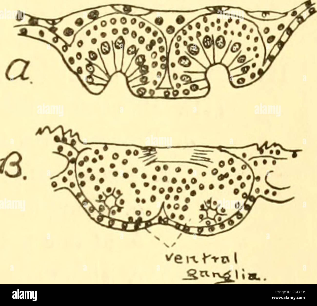 . Bulletin des Museums für Vergleichende Zoologie an der Harvard College. Zoologie. Abb. 30. 6. Eine andere Abteilung ist dabei, dass der Aufteilung der Masse. Dies wird durch illnstrated tlie bei der Optik Masse der Hummer (Abbildung 30), wliich teilt sich in einen Äußeren und einen Inneren Teil. Com - der Ursprung des Nervensystems von Peripatus, K.&amp Beschneiden: H., Abb. 442 B.7. Im Rahmen des zweiten Kopf, Verschmelzung von zusammenhängenden Massen, können wir solche Fälle, wie die von der Union der Eingespieltem entstanden ganglionic Massen, wie Mf) rgan beschreibt für die Pantopod, Pal - Lene (Abbildung 31). Abb. 31.. Abb. 30. Abschnitte. Stockfoto