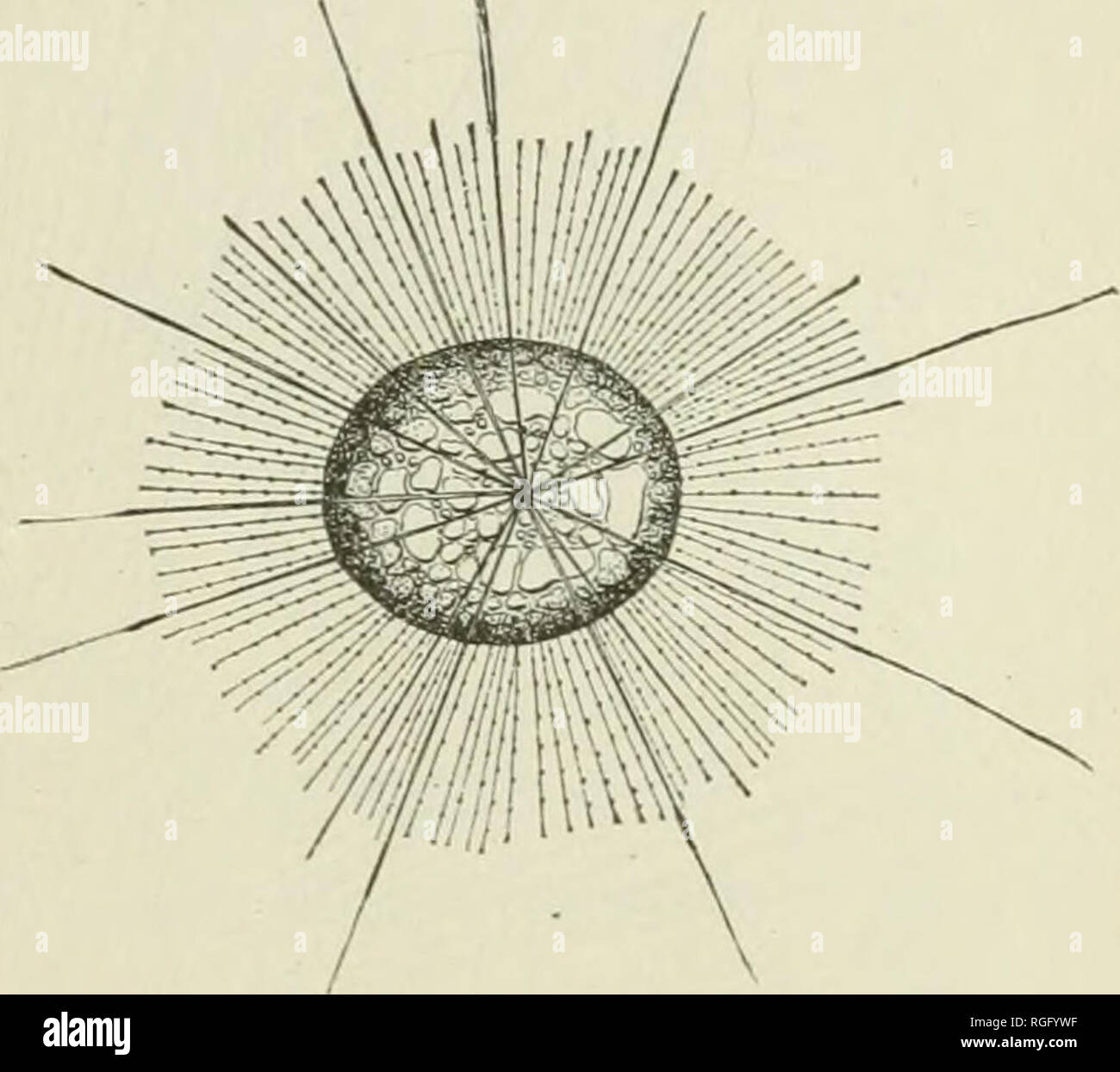 . Bulletin des Museums für Vergleichende Zoologie an der Harvard College. Zoologie; Zoologie. Abb. 121. Â Hialomma. Â ¥ â¢ ^..^^^^^^^^ X X X X X X X^ &Lt;IBS jÂ". /-R^"';'^.--^V'&lt; * Wenn-.''^r^^ ' •*'' i&lt;'''^^. ^ '^t. -) Bild. 120. Â Pterocanhim charvtcleum. Sehr vergrößert. (Miiller.) Abb. 122. Â Sphserozoum. V^, Thalassicolse (Abb. 121), und Acanthometridse, sowie von solchen Formen wie Collozoum und Sphserozoum (Abb. 122), sind, wie immer, recht häufig in den Golf von Mexiko und der Karibik, und im Sommer so weit nördlich wie die grösseren pelagischen Tieren kommen. Kieselsäurehaltigen radiolaria Stockfoto