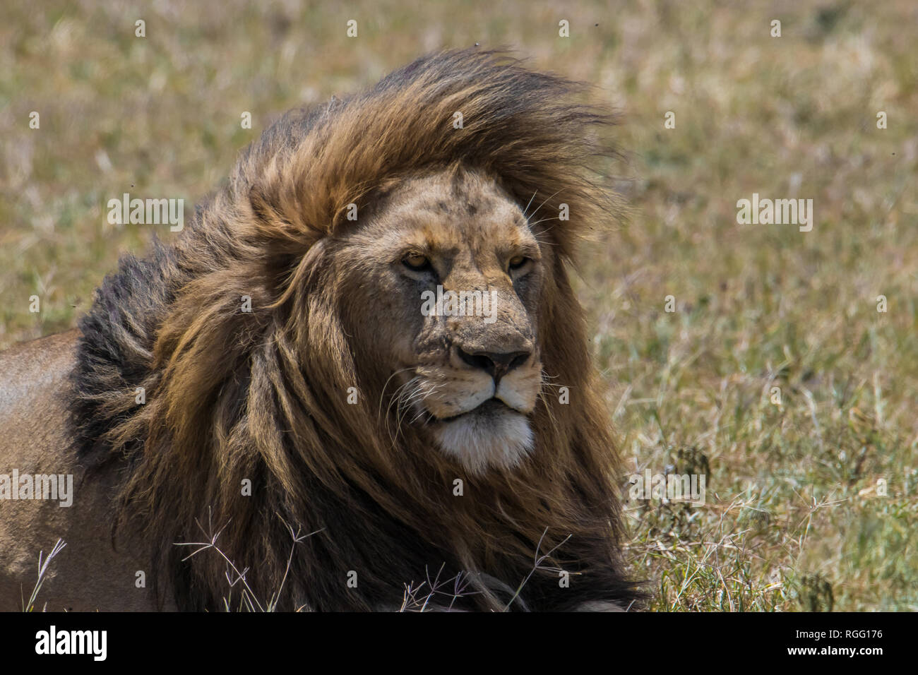 Portrait von Angesicht eines Löwen Stockfoto