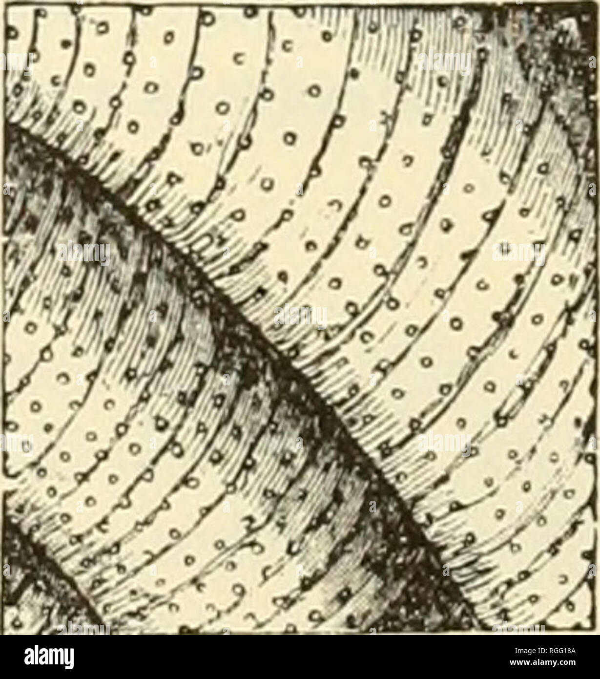 . Bulletin des Museums für Vergleichende Zoologie an der Harvard College. Zoologie. MUSEUM FÜR Vergleichende Zoologie. 213 Zeigt die volutions deutlich. Größere Durchmesser, 9 mm. ; Lesser, 7 mm. ; Höhe, 2 £ mm. Helix (Triodopsis) Ropen, Gray. Die Nautilus, Vol. III. Nr. 2, Juni, 1889, S. 14. Bettwäsche, Shasta Co., Kalifornien, im Drift des Sacramento River, drei tote Muscheln gesammelt wurden von Herrn Edward W. Roper, von Chelsea, Mass. Die oben genannte Beschreibung ist aus einem ursprünglichen Proben gezogen, lieh mir freundlicherweise von Herrn Roper, während ein anderer in der Sammlung der Akademie der Wissenschaften der Öläquivalent Phila Stockfoto