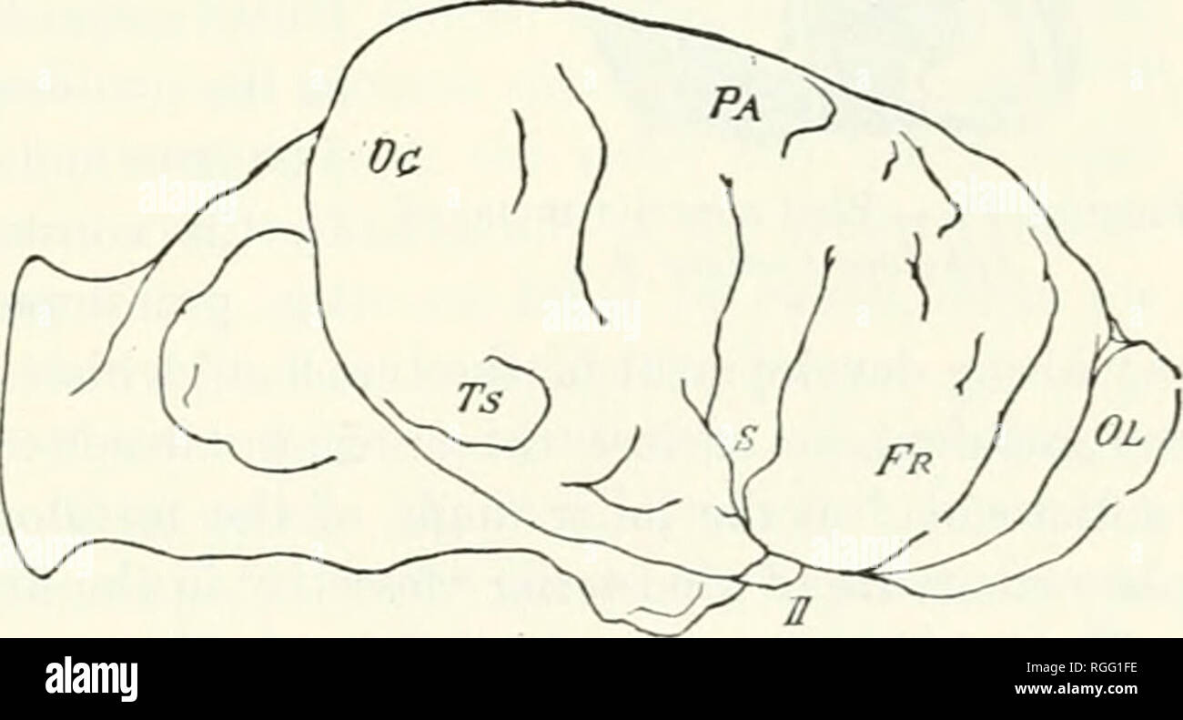 . Bulletin des Museums für Vergleichende Zoologie an der Harvard College. Zoologie. Abbildung 15: Gehirn von Aphilnpsfussirjer X. Laterale Ansicht des intrakraniellen geworfen. Als die letzten Nashörner, und stellt einen deutlichen Fortschritt nach der Aceratherium occidenialc. Der Großteil der Vorder- und Mid-brain, oder die Geschäftsbereiche vor dem Kleinhirn, ist etwa wie folgt: - Aceratherium, 420 c.c. Aphelops, 1240 c.c. Ceratorhinus, 720 c.c. Der Großteil des gesamten Gehirns ist: Aphelops, 1470 c C. Ceratorhinus, 850 c.c. Das relative Gewicht der beiden Tiere können etwa aus einem Vergleich geschätzt werden. Stockfoto