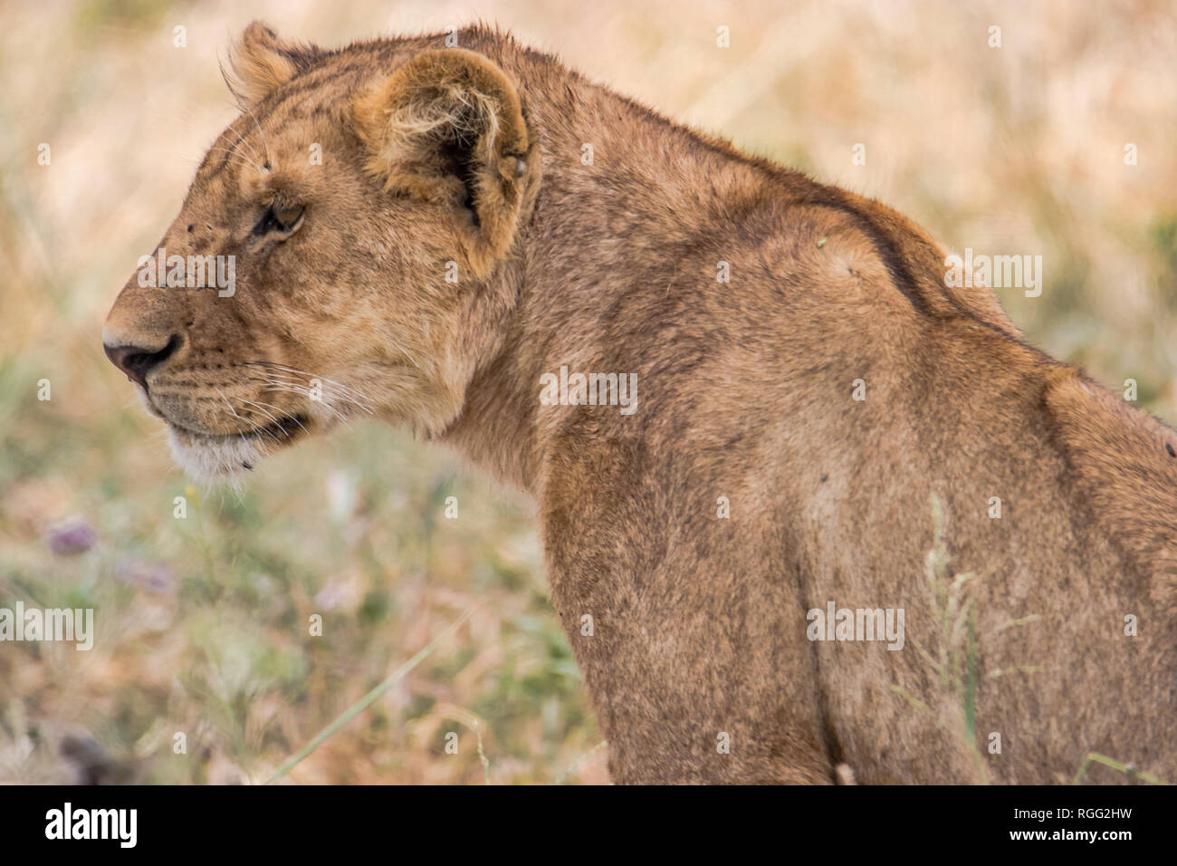 Löwin portrair Stockfoto