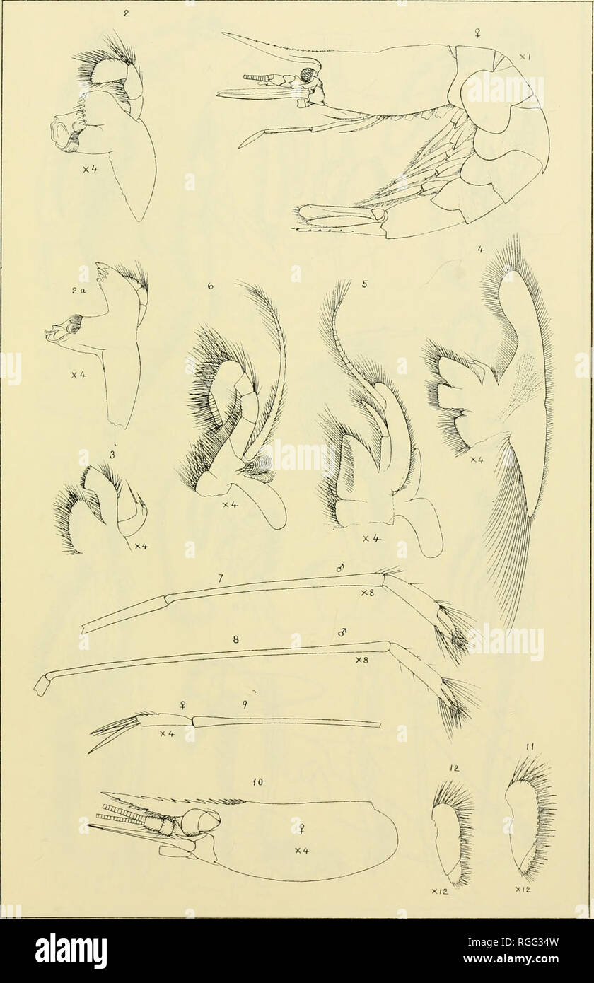 . Bulletin des Museums für Vergleichende Zoologie an der Harvard College. Zoologie. S. I. STrLith." Blake "Cru. Sta. CEA. Platte m. Emertori und. Smith aus der Natur. Phi. lG ich. iti..-E, C2 - {sar. d, WewKaveii. CT-IFERA EUiMIERSlA EN 5. FANDALUS ACANTHONOTUS.. Bitte beachten Sie, dass diese Bilder sind von der gescannten Seite Bilder, die digital für die Lesbarkeit verbessert haben mögen - Färbung und Aussehen dieser Abbildungen können nicht perfekt dem Original ähneln. extrahiert. Harvard University. Museum für Vergleichende Zoologie. Cambridge, Mass.: Das Museum Stockfoto