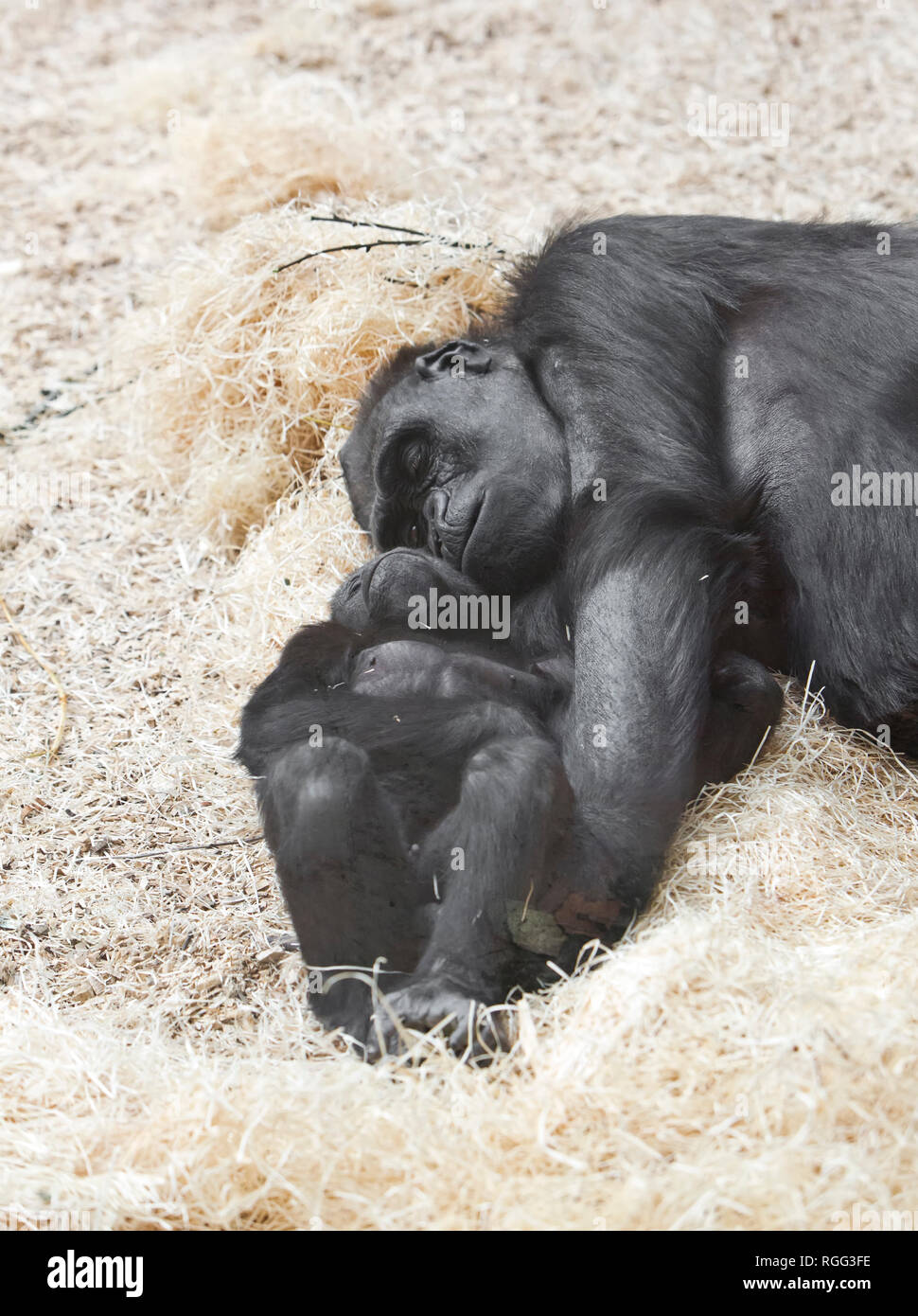 Weibliche Gorilla mit Baby Stockfoto