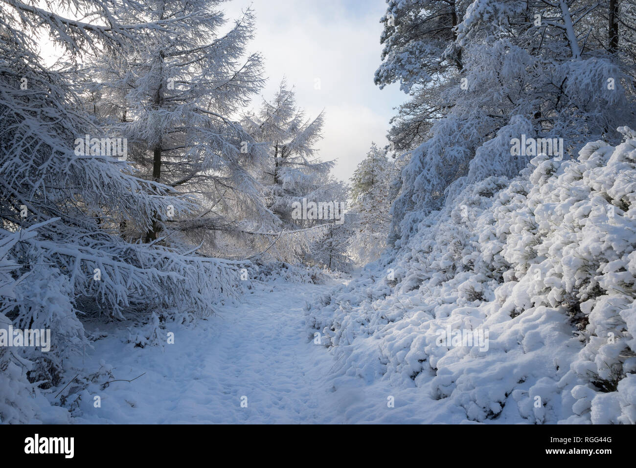 Pfad durch einen verschneiten Wald oberhalb Tintwistle in Derbyshire, England. Ein kalter Januar Vormittag. Stockfoto