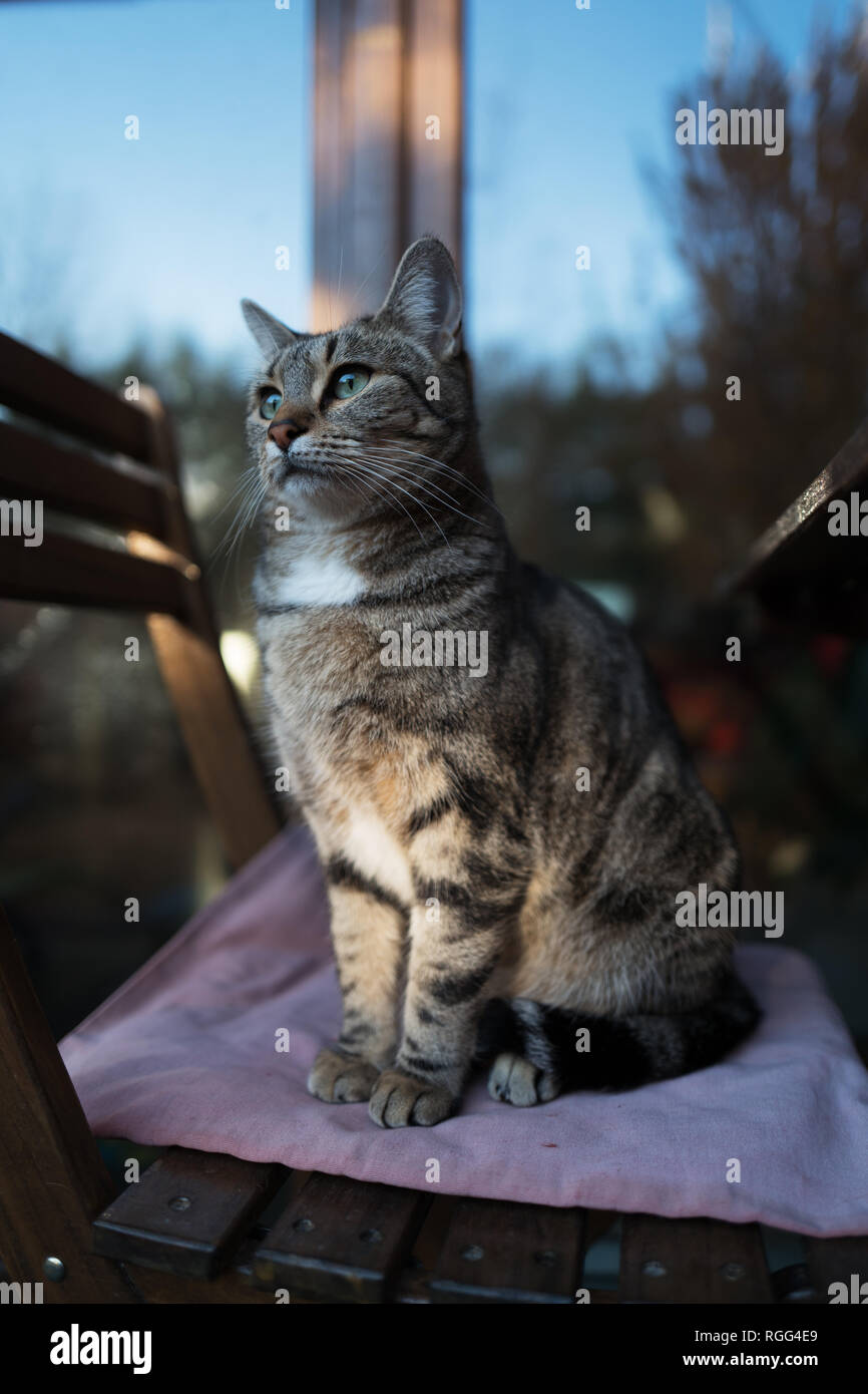 Weibliche Katze posiert und müde. Stockfoto