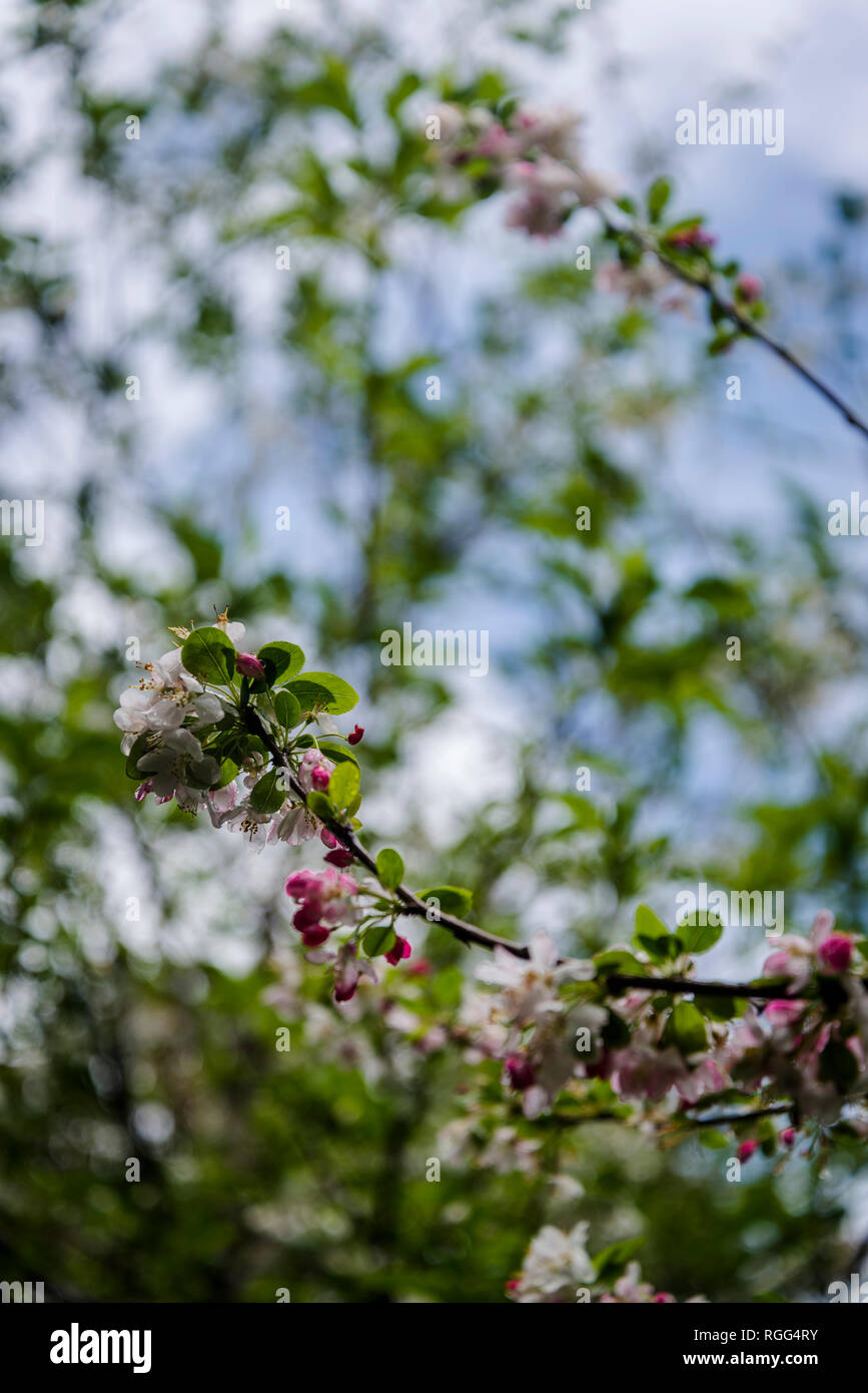 Nahaufnahme von Spring Blossom in Regen, Royal Botanic Gardens, Sydney, NSW, Australien Stockfoto