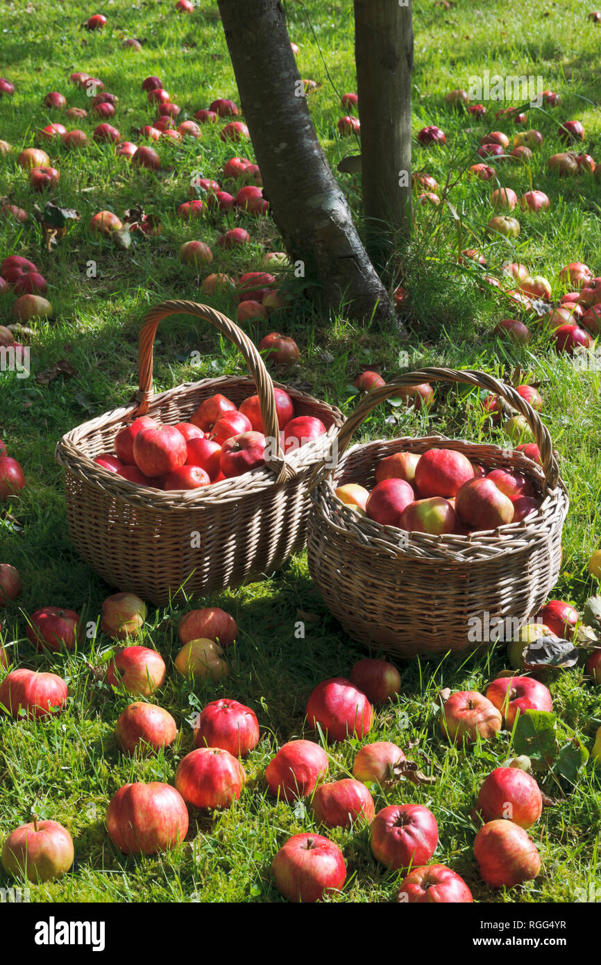 Windschlag Äpfel Äpfel im Gras unter dem Baum im Garten Obstgarten liegen. Tom Putt, ein Erbe, doppelten Zweck. Stockfoto