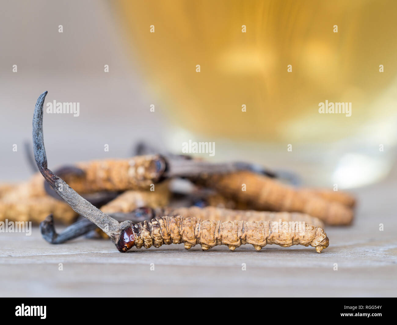 Wählen Sie Fokus der Pilz Cordyceps (CHONG CAO) diese Kräuter. Mit einem Glas Wasser, Wasser aus dem Ophiocordyceps sinensis Hinzufügen extrahieren. Arzneimittel Prop Stockfoto