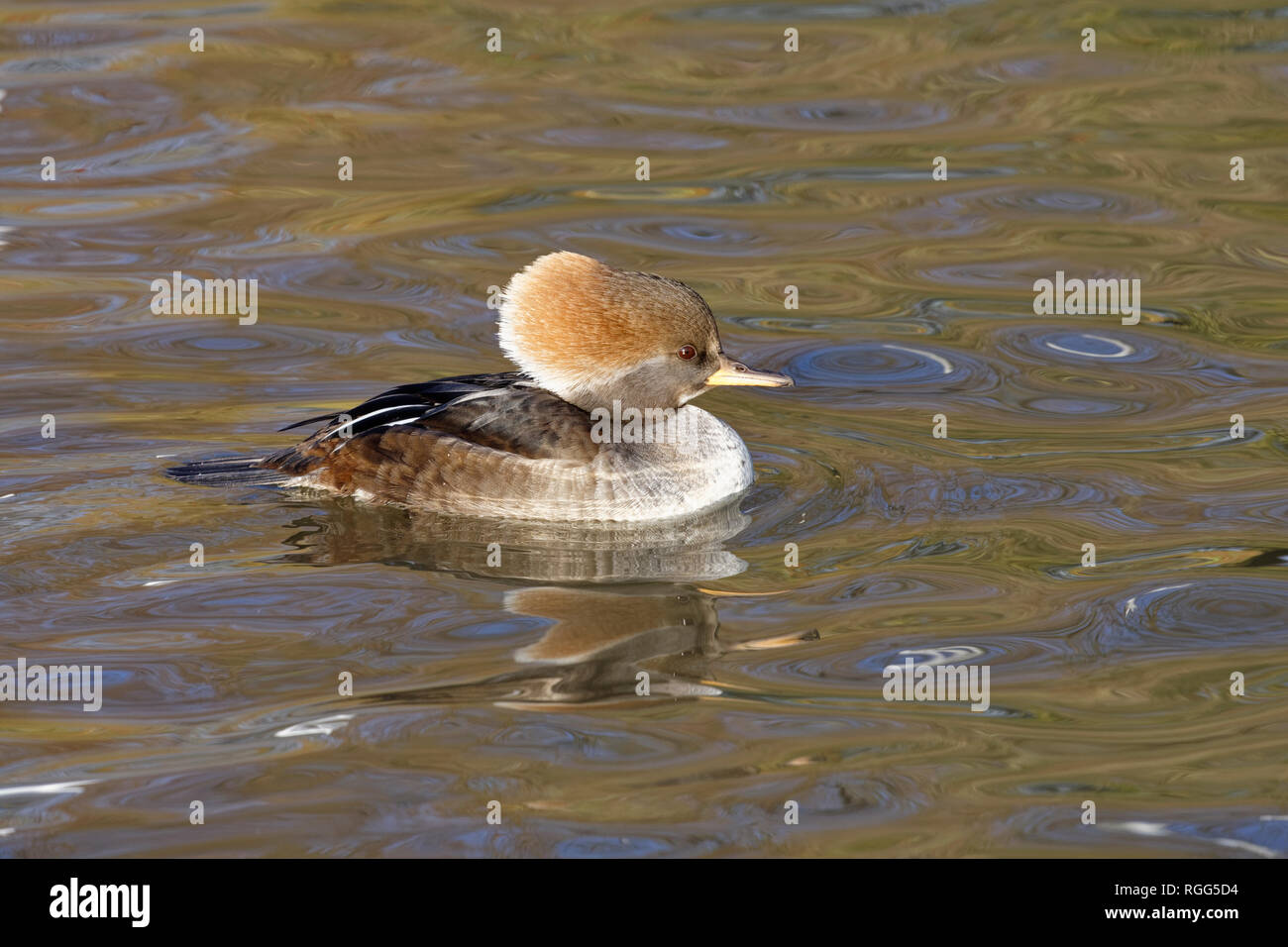 Eine weibliche Hooded Merganser bobbing über auf dem Wasser im slimbridge Wildlife und Feuchtgebiete Trust Center in Gloucestershire. Stockfoto