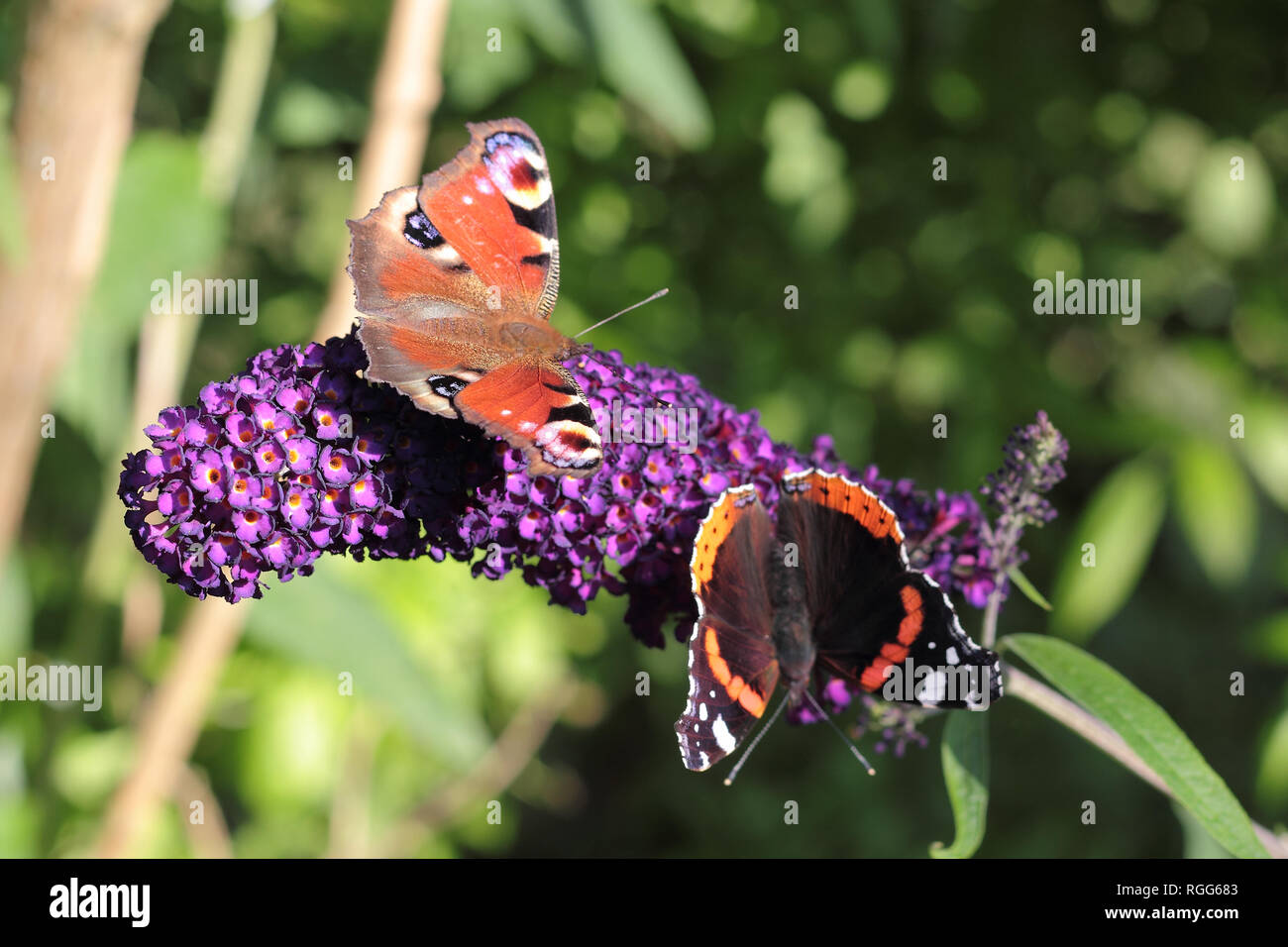 Zwei Schmetterlinge auf einem blühenden Sommer lila Stockfoto