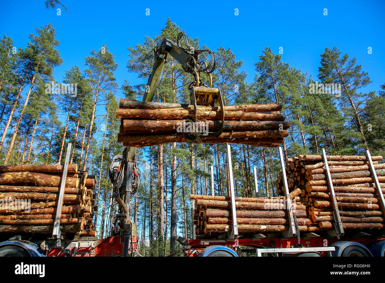 Kran im Wald laden Protokolle im Fahrzeug. Holzernte und Transport im Wald. Transport von Wald Holzindustrie und Forstwirtschaft. Stockfoto