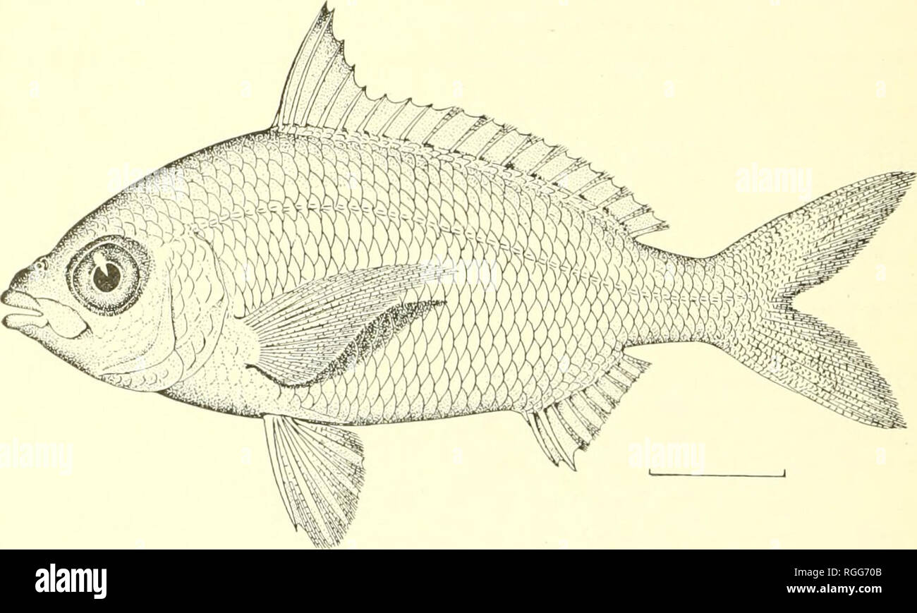 . Bulletin des Präsidiums der Fischerei. Fischerei und Fischzucht. 70 BULLETIN DES PRÄSIDIUMS DER FISCHEREI. Körper mäßig Bügelfalte, die wieder ziemlich stark gewölbt, die protile steigen in eine reguläre Kurve von der Spitze des Mauls bis Ursprung der Rückenflosse, von dort Abstieg in eine breitere Kurve nach kaudal Stiel; ventralen Umrisse weniger konvex: Kopf, die Lippen dicke Backen subequal oder die untere leicht den Kürzeren: premaxillar}' stark protractile: freiliegenden Teil des Kiefers l) Straße, seine größte Breite seiner halben Länge, seine hinteren Rand leicht konkav: prcopercle Gesamte; Stelle zwischen den liroad; Prem Stockfoto