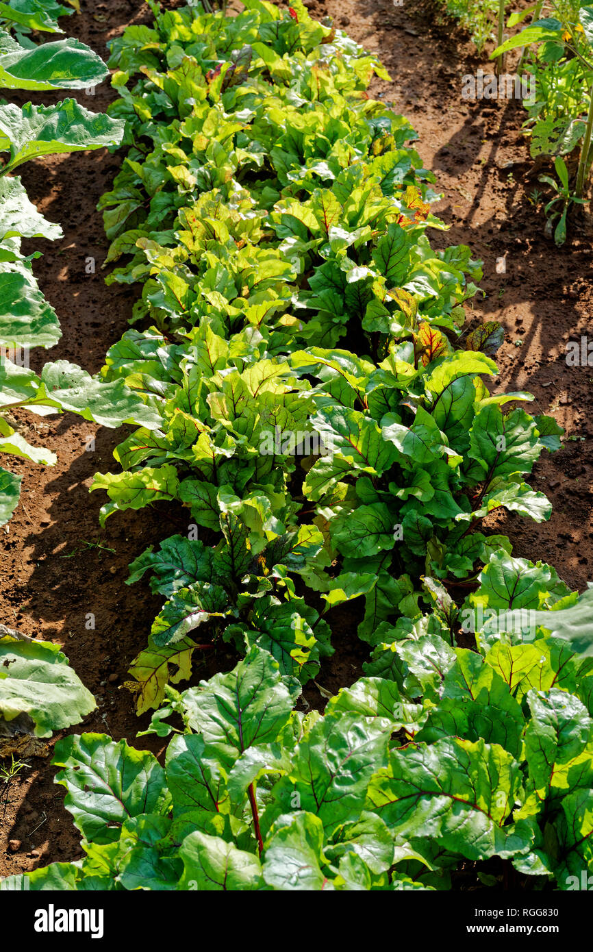 Eine Reihe von Rüben im heimischen Garten wachsen. Stockfoto
