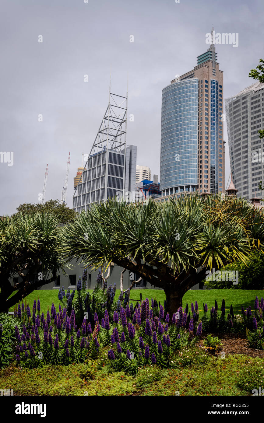 Royal Botanic Gardens und Central Business District Wolkenkratzer, Sydney, Australien Stockfoto