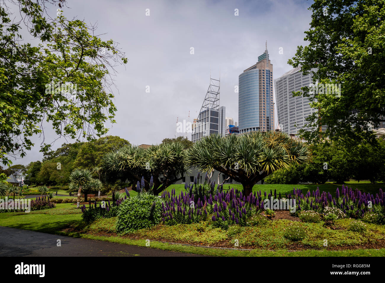 Royal Botanic Gardens und Central Business District Wolkenkratzer, Sydney, Australien Stockfoto