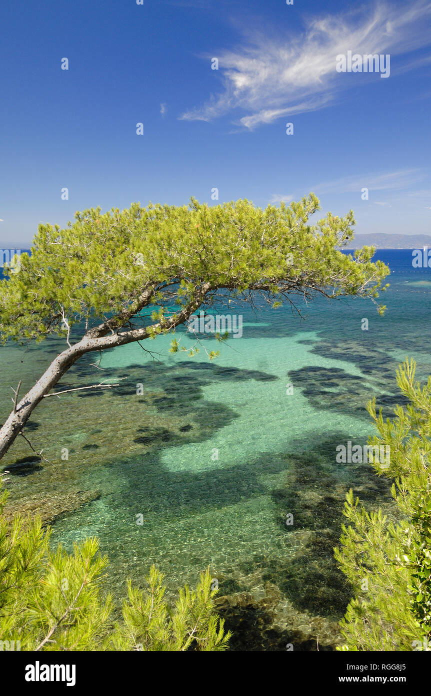 Türkisblaue Wasser & Untiefen entlang der Mittelmeerküste mit Pine Tree Port-Cros Nationalpark, Îles d'Hyères, Côte d'Azur Provence Frankreich Stockfoto