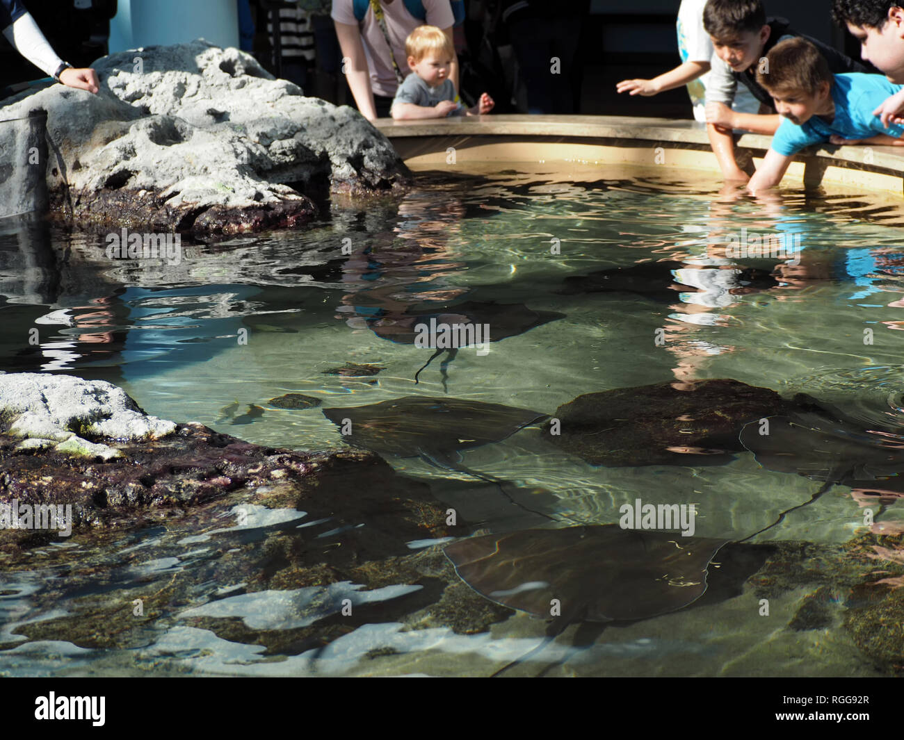 Ein Blick auf die stachelrochen Schwimmen unter Wasser der interaktiven Ausstellung, Stingray Lagoon an der Texas State Aquarium in Corpus Christi, Texas USA. Stockfoto