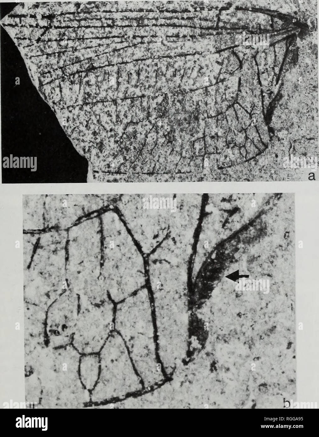 . Bulletin des British Museum (Natural History), Geologie. Untere JURASSIC INSEKTEN VON DORSET 125 Namen. Aus der Grafschaft Dorset. Die Gattung ist sehr verschieden von anderen Mesozoischen Gattungen und ihre Beziehung ist nicht klar. Pro-visionally Es ist in der Nähe von Diastatommites Handlirsch gelegt, sondern unterscheidet sich in den großen einzelnen Zellen in dem Bereich zwischen dem Cubital Venen. Dorsettia laeta sp. nov. Abb. 10 a, b 1962? Diastatommites liassina (Strickland); Zeuner: 164; pi. 27, Abb. 3. Die Diagnose. Als Gattung. Name. 'Freude'.. Abb. 10 Dorsettia laeta gen. et sp. nov. (Odonata). Holotyp, In. 59375.a, hindwing, 37 mm Lo Stockfoto