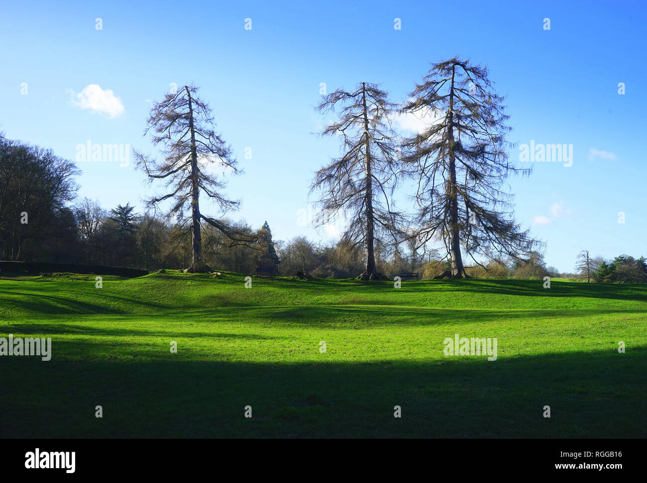 Pinien wachsen entlang der Linie von Verulamium Stadtmauern an Verulamium Park, St Albans Stockfoto