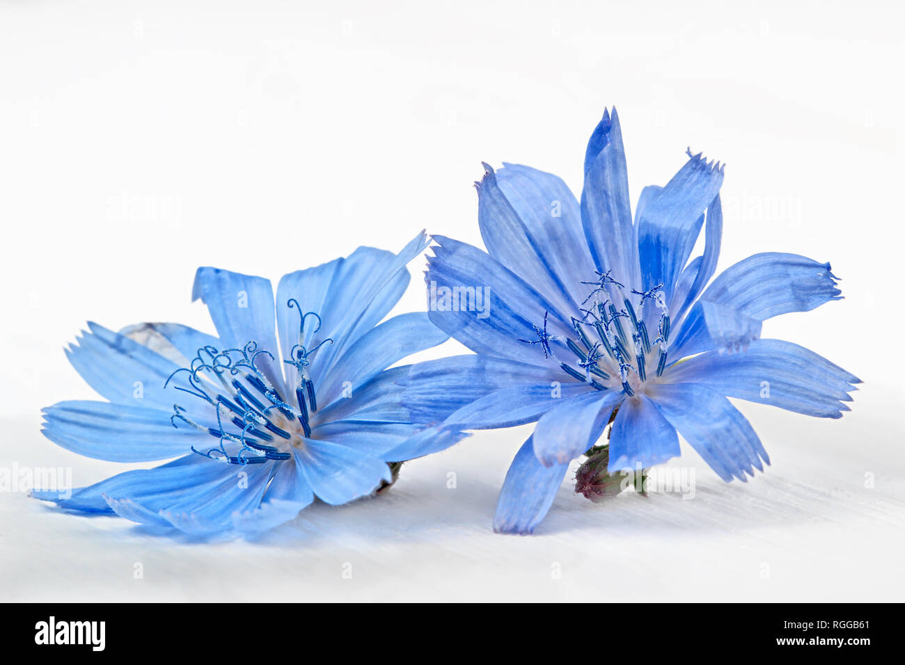 Chicorée (Cichorium intybus) Blüte. Alternative Medizin Konzept auf einem weißen Holztisch (selektive Fokus). Stockfoto