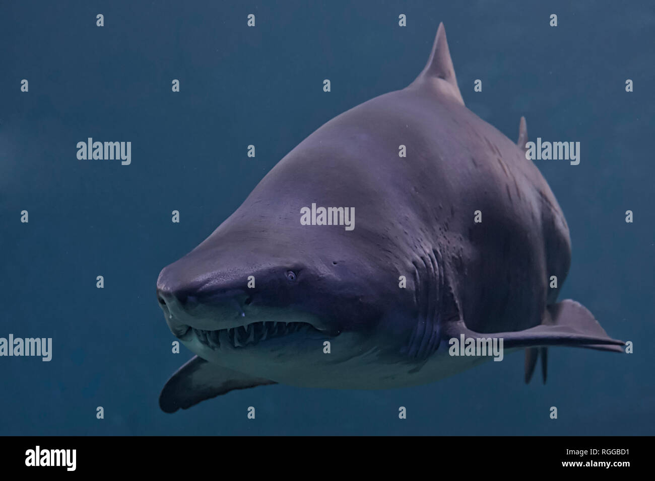 Bedrohliche shark Stockfoto