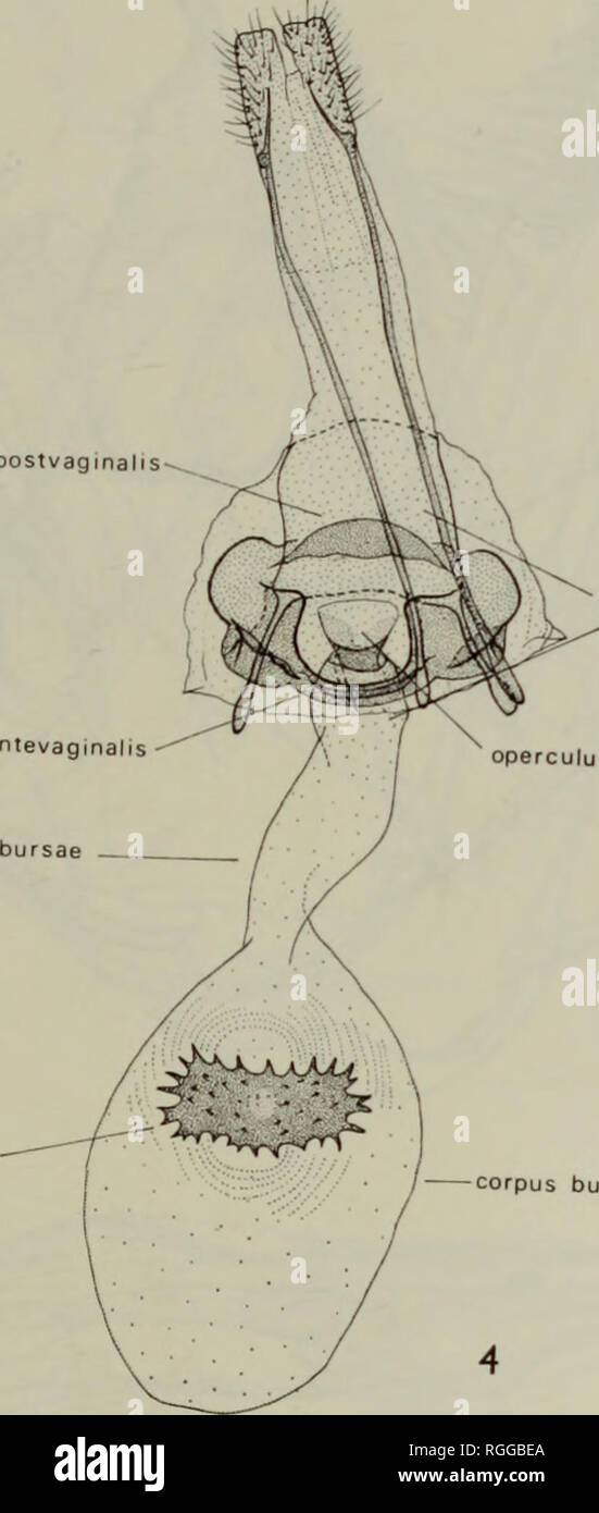 . Bulletin des British Museum (Natural History) Sdgg Supp. REVISION DER GATTUNG ZAMARADA 273 lamella Post lamella ein Ductus Signum. sterigma rculum uns Schleimbeutel Abb. 4. Zamarada, Genitalien (M.L.). $.. Bitte beachten Sie, dass diese Bilder sind von der gescannten Seite Bilder, die digital für die Lesbarkeit verbessert haben mögen - Färbung und Aussehen dieser Abbildungen können nicht perfekt dem Original ähneln. extrahiert. British Museum (Natural History). London: BM (NH) Stockfoto