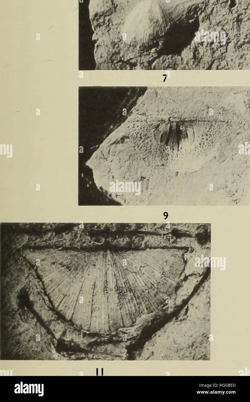 . Bulletin des British Museum (Natural History), Geologie. Es ^^uk^ HIBH'S Â £^k t*.^S^Bil WKSi I^HMM. * = "V" V''' ich^^ eSdI^I 1^^ â¢â â J |^^^^^^^^^^^^^^H II^ jfH -. Bitte beachten Sie, dass diese Bilder sind von der gescannten Seite Bilder, die digital für die Lesbarkeit verbessert haben mögen - Färbung und Aussehen dieser Abbildungen können nicht perfekt dem Original ähneln. extrahiert. British Museum (Natural History). London: BM (NH) Stockfoto